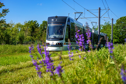 Die Rhein-Neckar-Tram (RNT) fährt durch ein Grüngleis mit Blumen